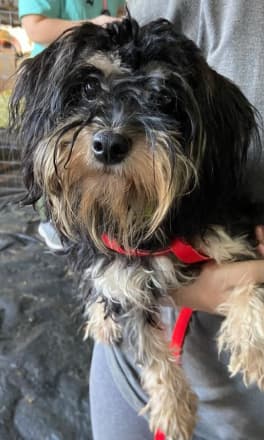 Meu Bicho Ta Salvo Canoas/RS